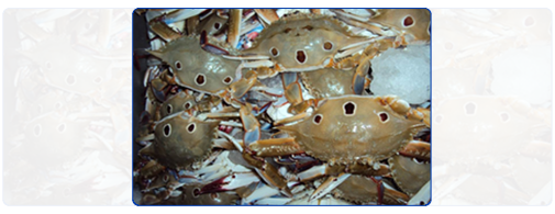 Three Spotted Crab (Whole & Cut)