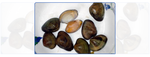 Baby Clam (Whole Round)