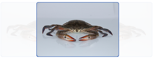 Blue Swimming Crab (Whole & Cut)