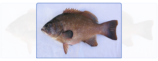 Brown Spotted Grouper (Whole Round)