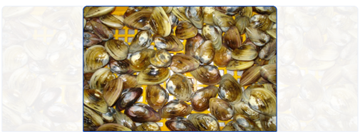 Hard Clam (Whole Round)