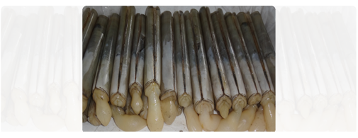 Razor Clam (Whole Round)